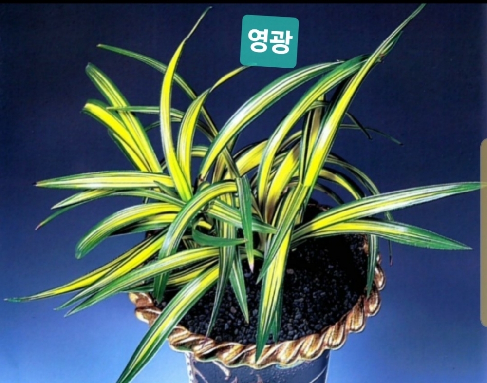 영광