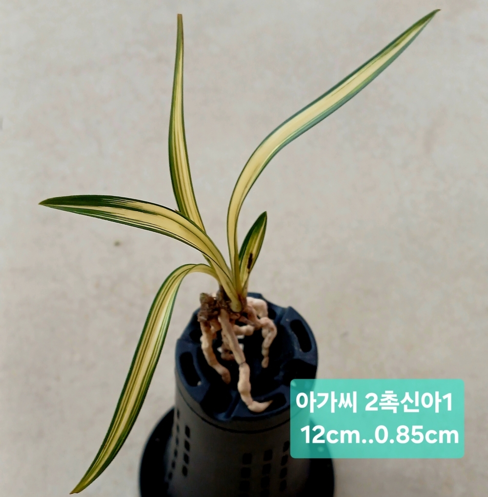 아가씨