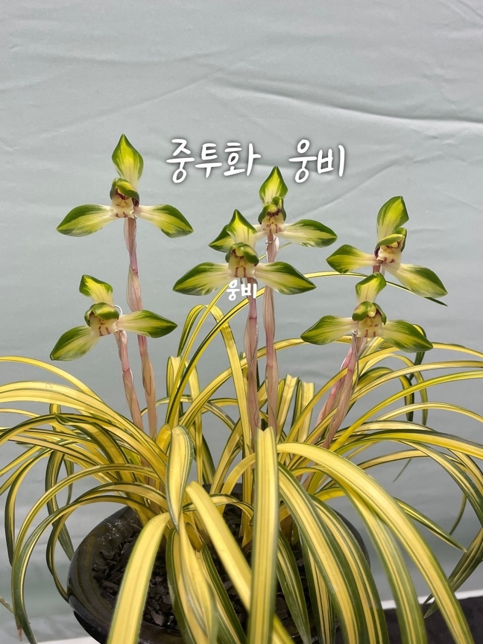 중투호   웅비