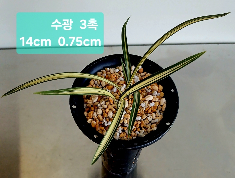 ***무더위 특가판매  수?