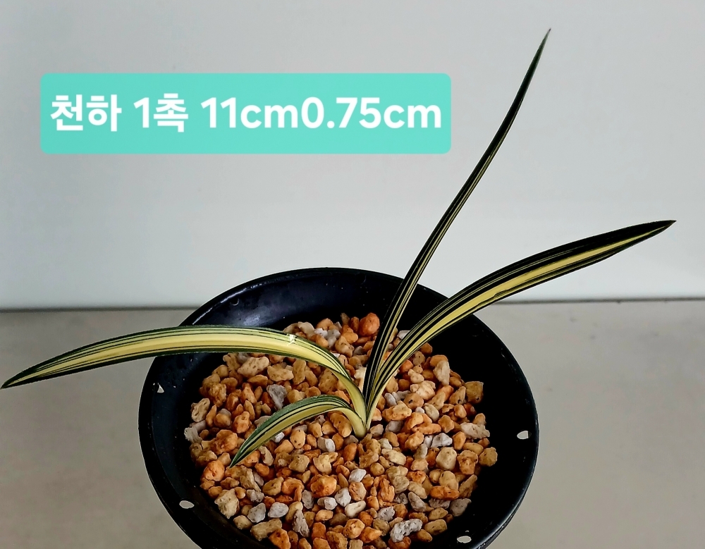 ***단엽중투  천하***