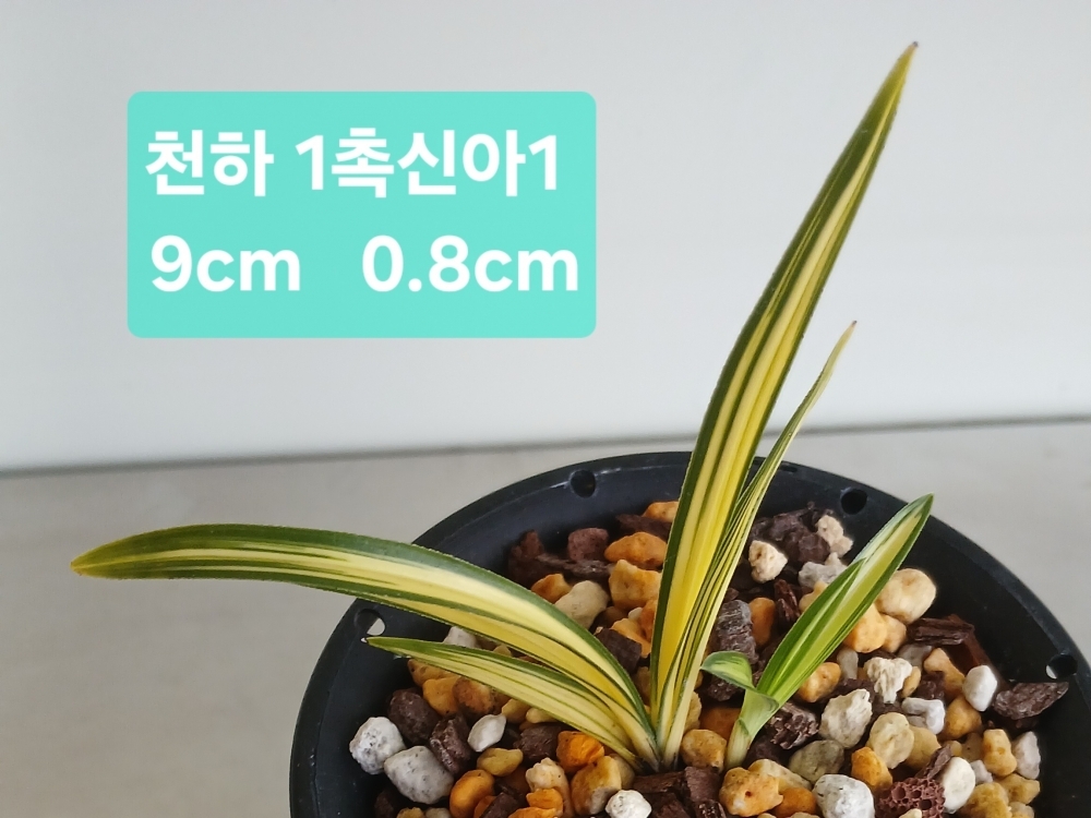 **특 천하**