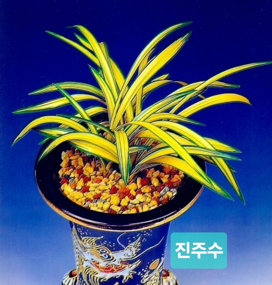 진주수