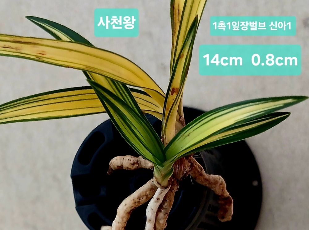 주말특가 ***사천왕***