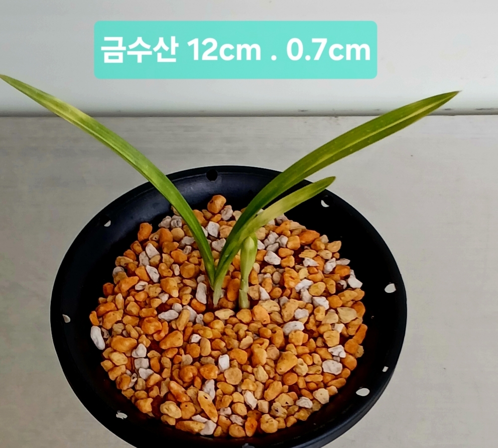 휴일특가**금수산 **