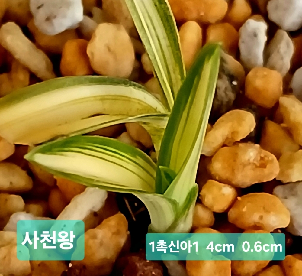 ***종자목 사천왕***