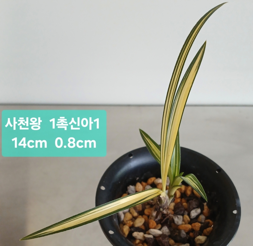 ***종자목 사천왕***