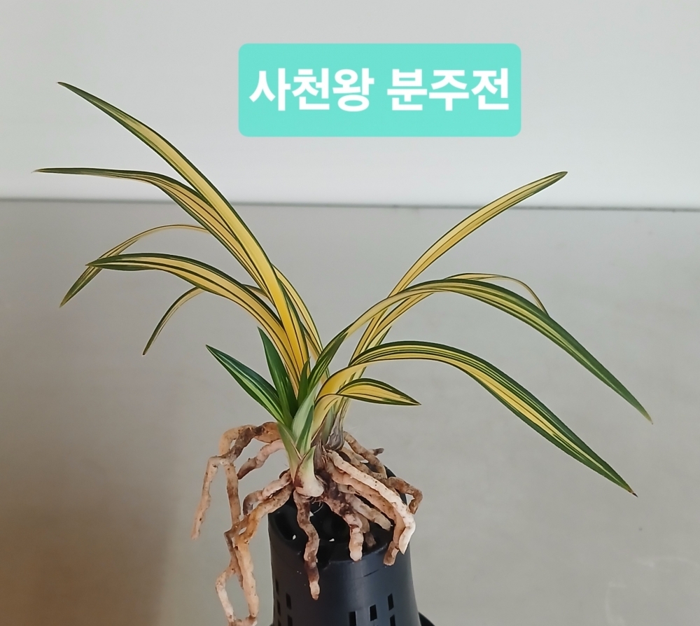 **특** 사천왕