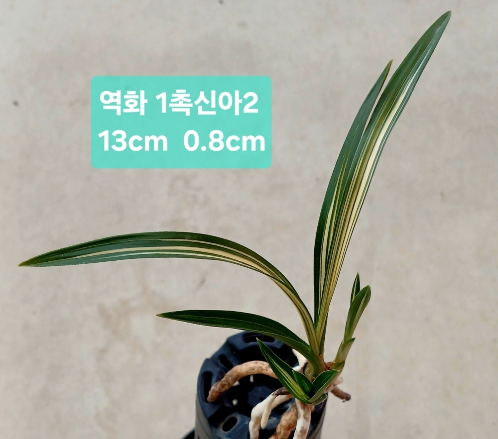 역화