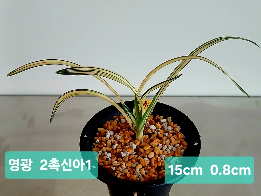***무더위 특별판매  영?