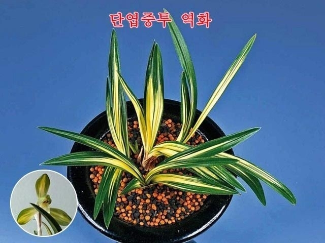 역화(천지보)