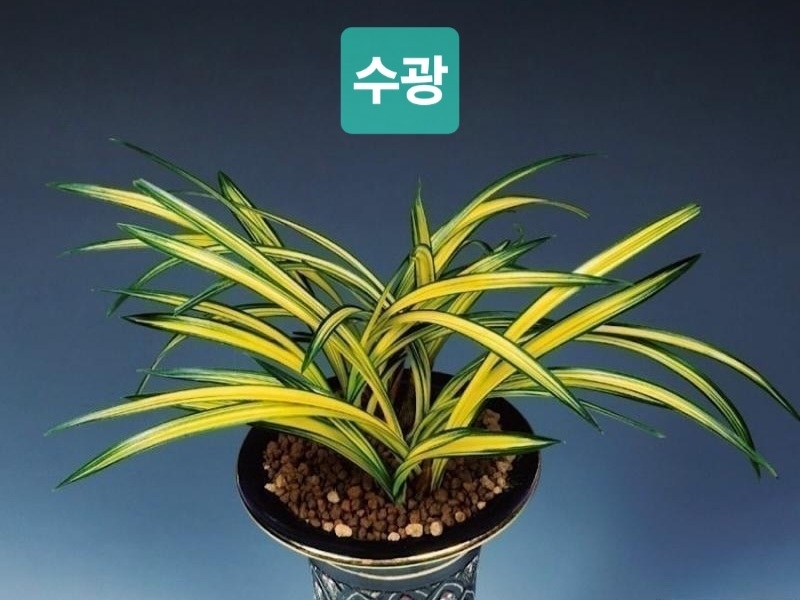 수광