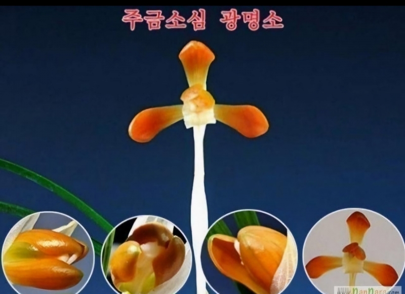 상작의 주금소심