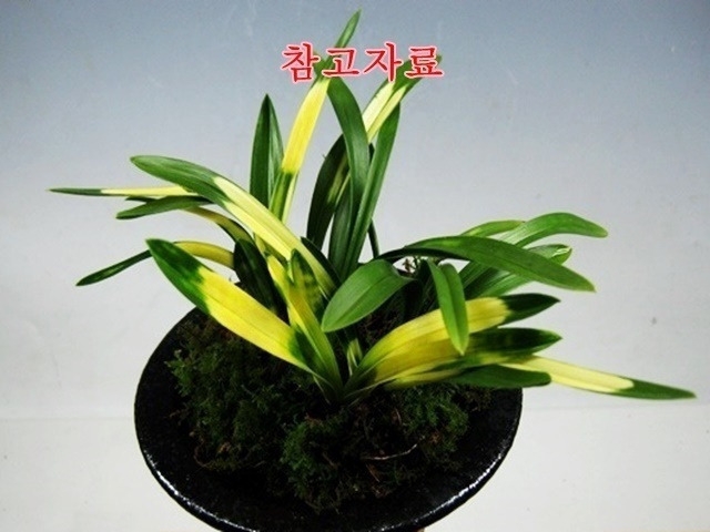 운무령