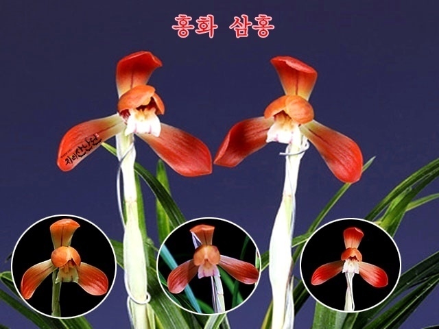 전시작