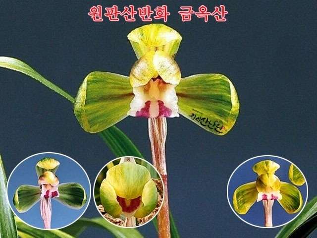 금옥산