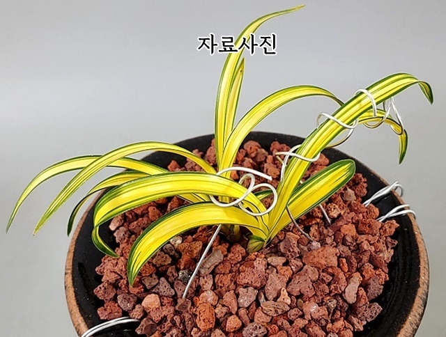 귀한종자
