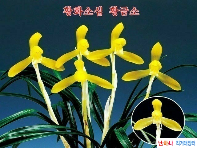 황화소심 (황금소)~*