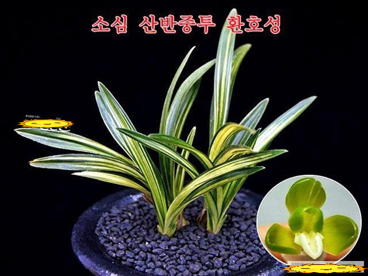 환호성