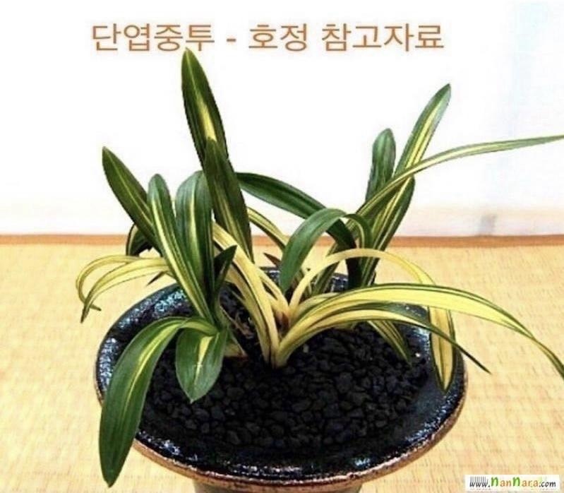 호정 무지