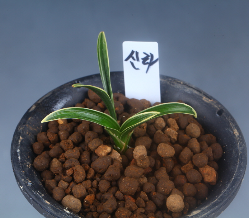 예쁜신라종자목