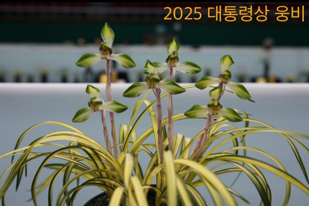 웅비-인기품종