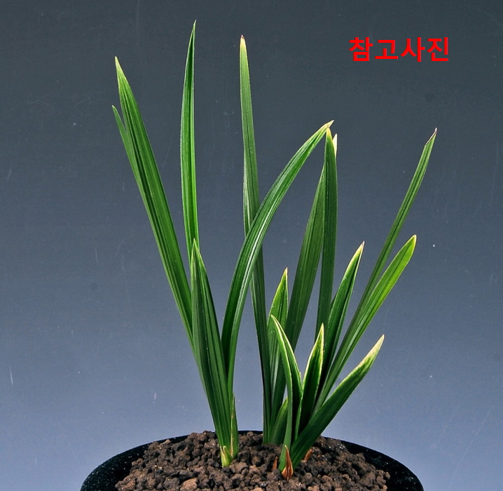 입엽산반  황금창 (가?