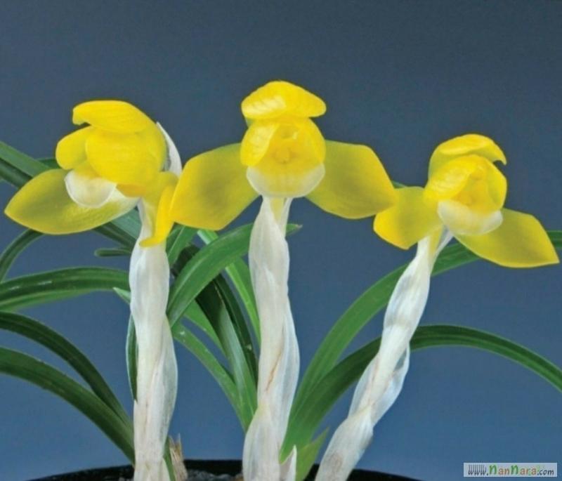 보름달-건강한종자목