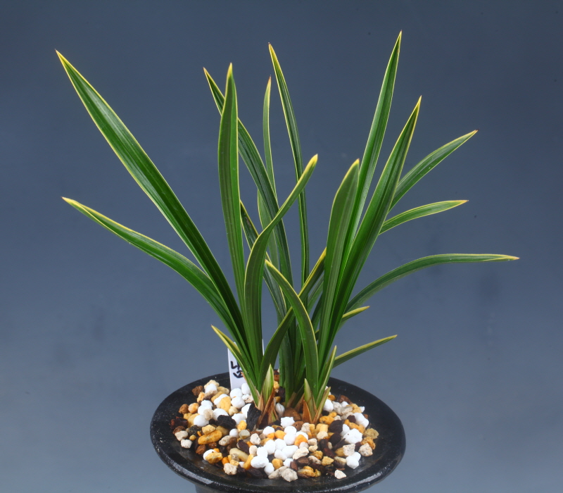 남산관-건강한태양초