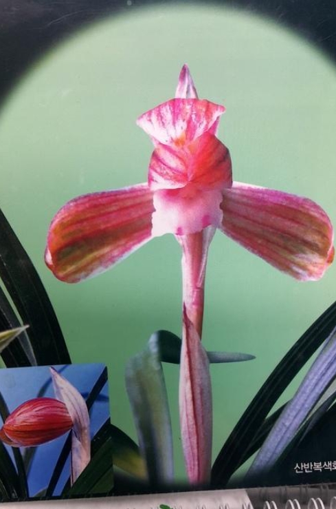 산반복색화 칠보산