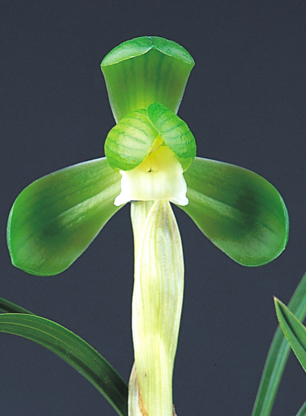 대상소(가명) -꽃 3경