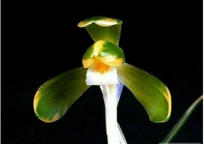송죽-꽃2경