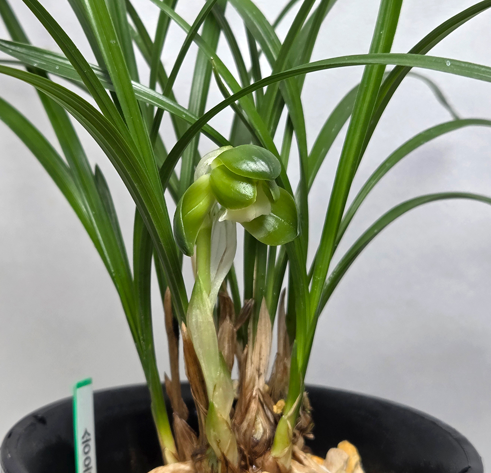 원판소심 송옥 꽃1경