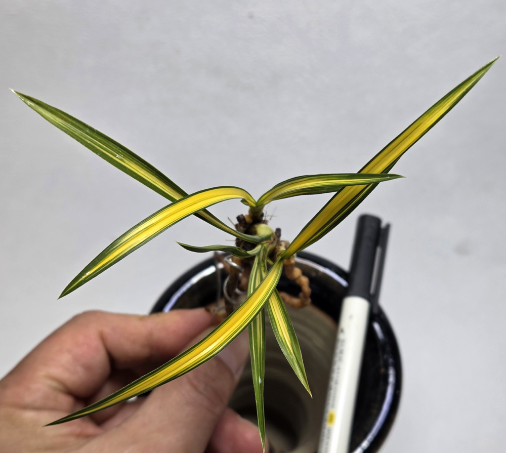 잠아2 종자목 송정