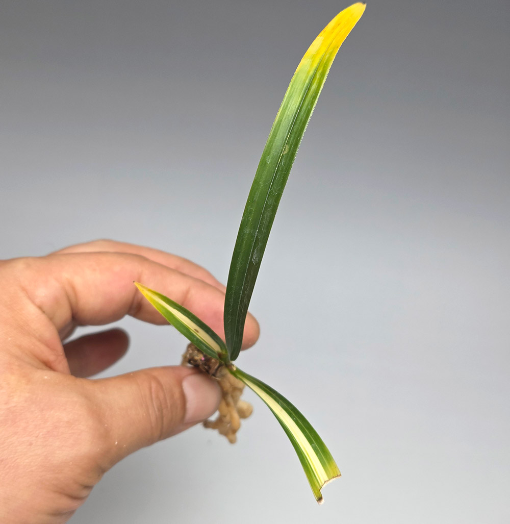 송정 뒷촉 종자하세요.