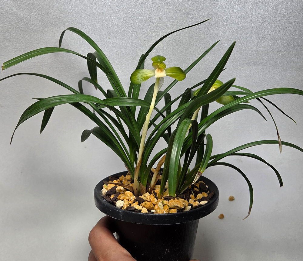 아직 꽃 달려있는 소심?