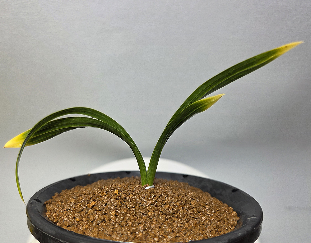 분갈이중 금옥산 뒷대 ?