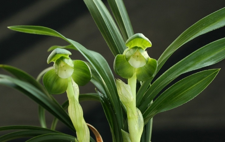 건강한 두화소심 일월?