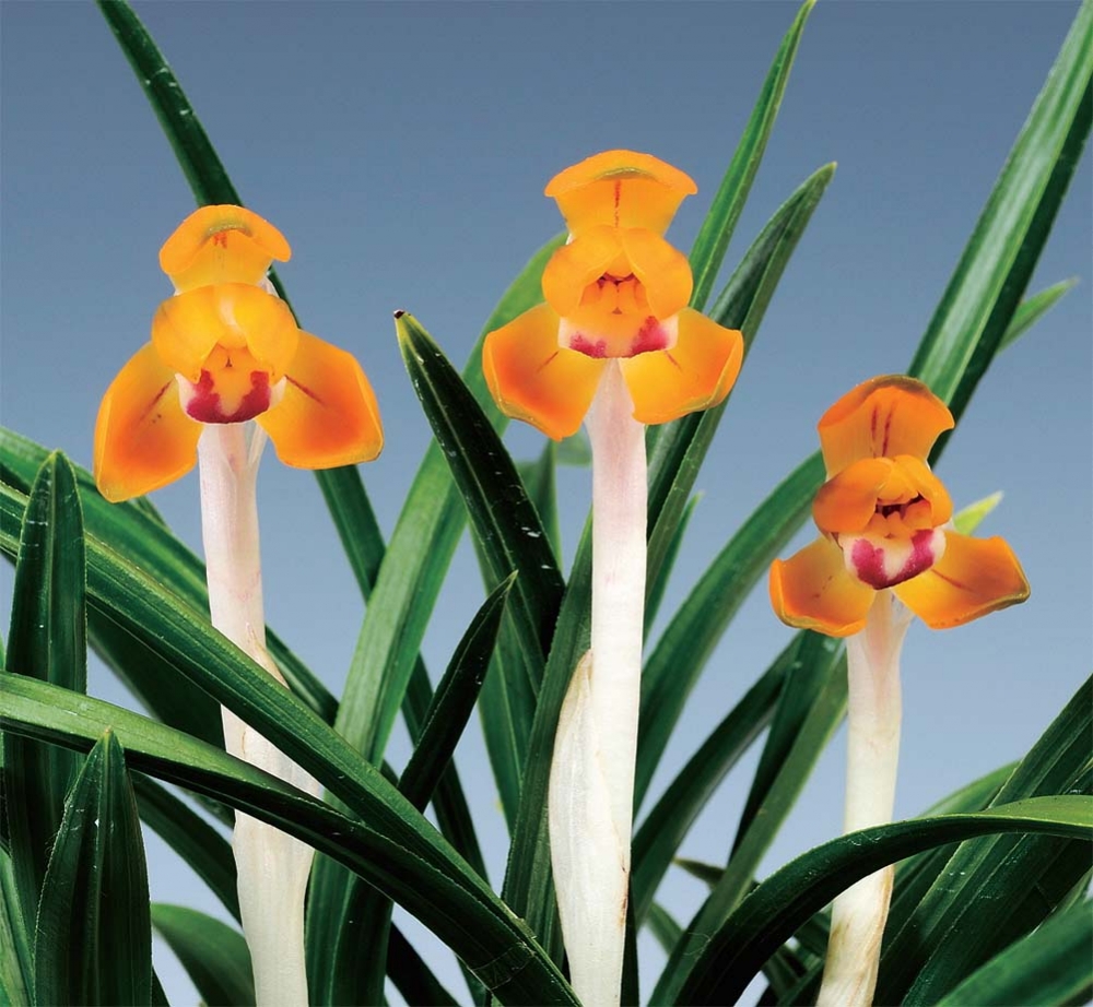 주금두화 만물 종자목