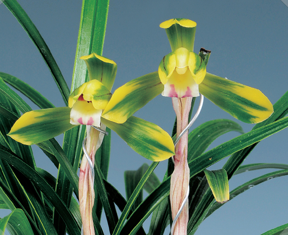 이쁜 황복륜화 청양 2?