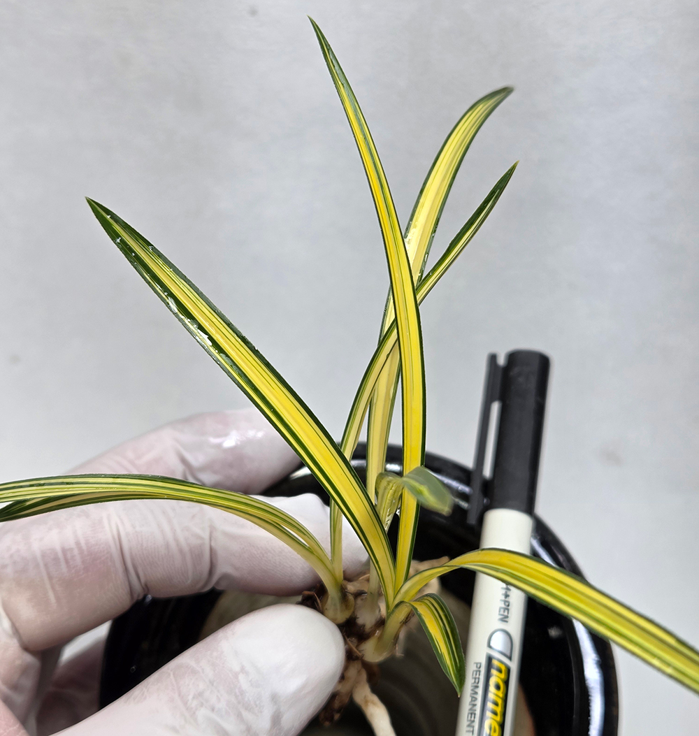 송정 3촉입니다.