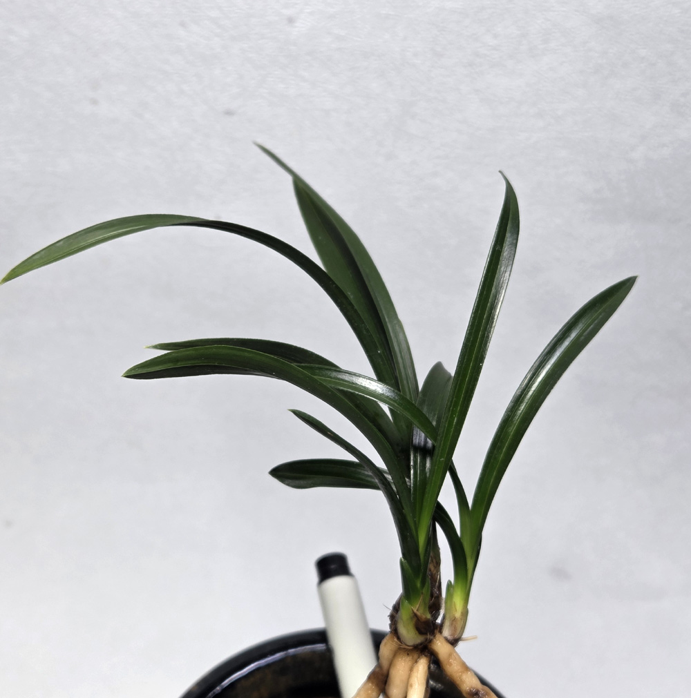 잠아 3 종자목 추천 일?