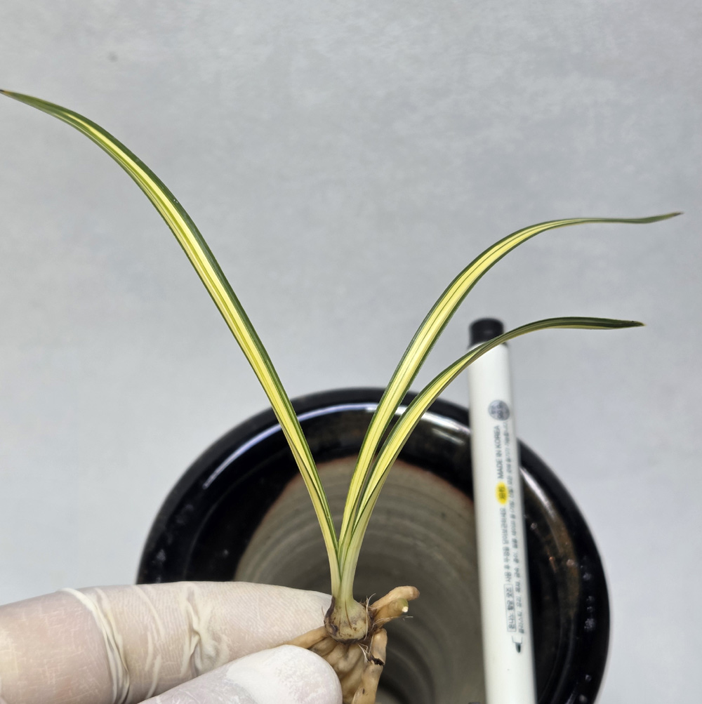 송정 종자목 1촉입니다?