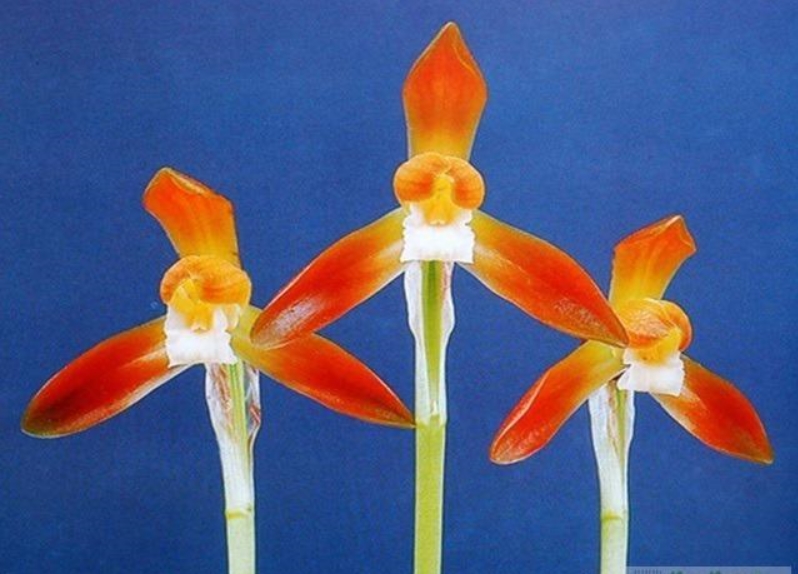 홍화소심 새벽 분주 1?