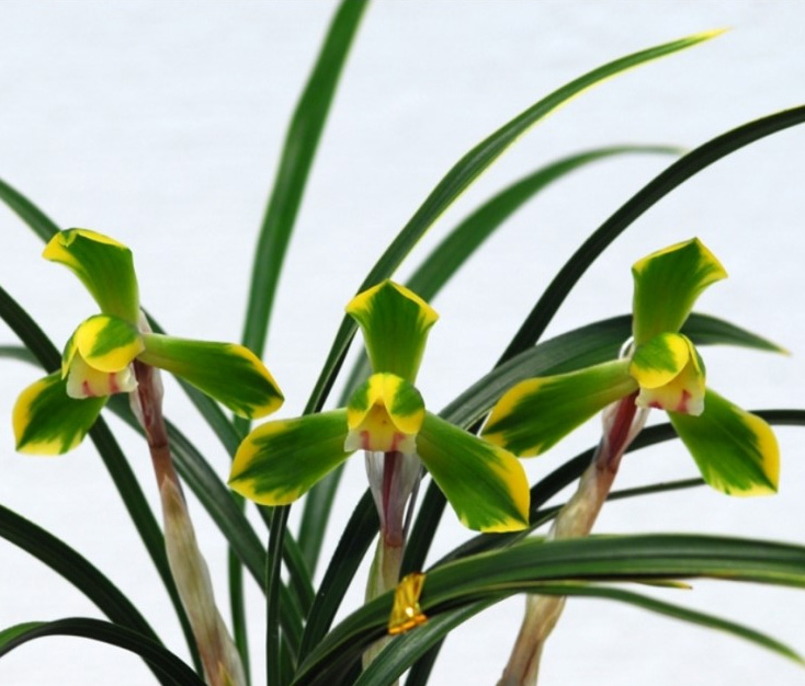 꽃이 참 이쁜 복륜화