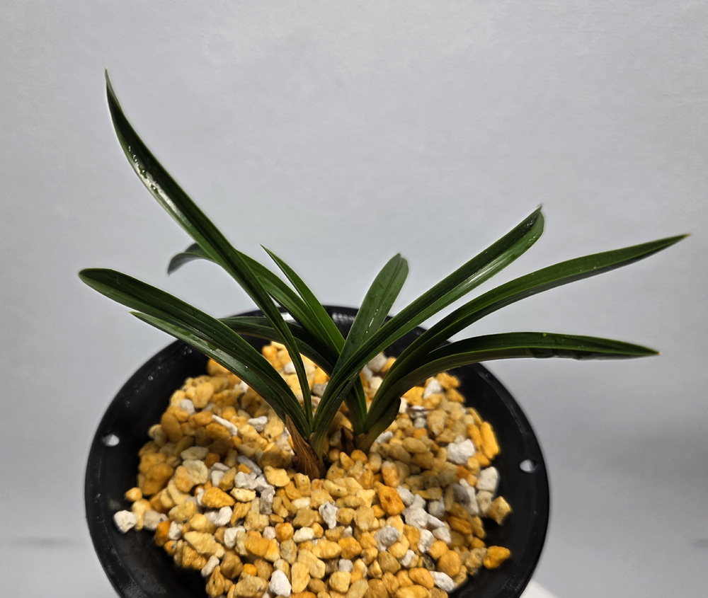 건강한 호정 무지