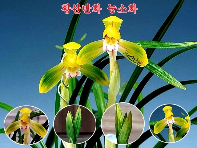 능소화
