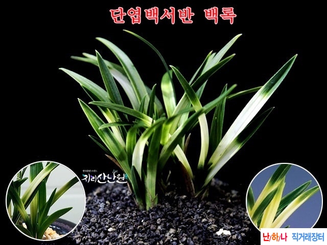 단엽서반  백록