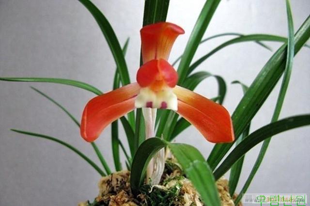 불새(홍화) 꽃4경