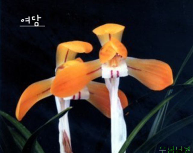 여담(꽃대6경) 전시준?